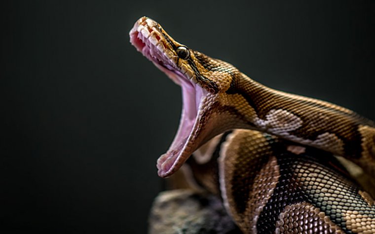 Python - awesome snake, awesome language