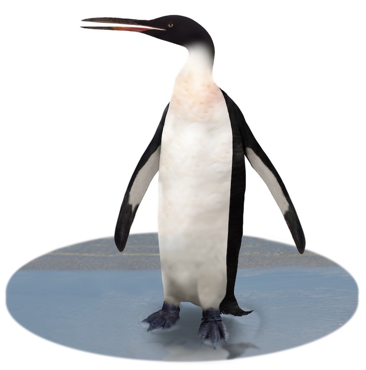 Artist's impression of Kairuku penguin