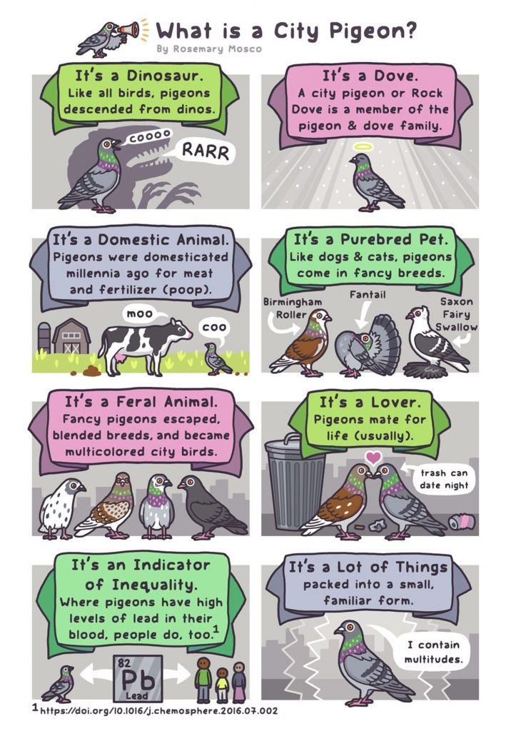 A comic titled "What is a City Pigeon? By Rosemary Mosco." There's a small pigeon shouting through a megaphone. Panel 1: A banner says "It's a Dinosaur. Like all birds, pigeons descended from dinos." A pigeon roars "coooo" over the silhouette of a dinosaur yelling RARR. Panel 2: The banner says "It's a Dove. A city pigeon or Rock Dove is a member of the pigeon and dove family." A pigeon stands in glorious rays of sparkling light, with a halo over its head. Panel 3: The banner says "It's a Domestic Animal. Pigeons were domesticated millennia ago for meat and fertilizer (poop)." A cow stands in a farmer's field, saying "moo." A pigeon looks up at it and says "coo." Both have just pooped. Panel 4: The banner says "It's a Purebred Pet. Like dogs & cats, pigeons come in fancy breeds." There are three fancy pigeons: A Birmingham Roller, with rusty feathers and splotches of white. A Fantail, with its head pushed back and a huge fanned out tail. A Saxon Fairy Swallow, with a crest and huge fan