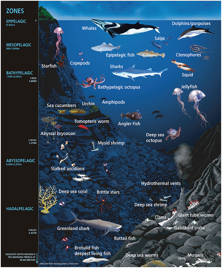 a diagram of the pelagic zone featuring lots of marine life such as krill, jellyfish, whales, sharks, clams, and deep sea shrimps.