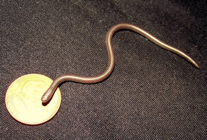 An Espírito Santo blind snake next to a coin to show the difference in size (it's a small snek boi/gal